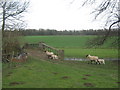 Sheep and lamb bridge in Bifron's Park in CT4 5JX