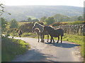 Ponies in the lane near Scobitor in TQ13 7TF