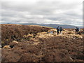 Stream on moorland near Trefil in Llangynidr Community