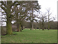 Parkland trees near Haseley Hall Farm in CV35 7HF