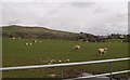 Sheep and lambs grazing on the southern outskirts of Pencaenewydd in LL53 6YL