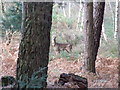Deer on Ferndown Common in BH22 8PP