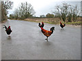 Beware of poultry on the road in IP21 4FA