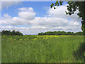 Oil-seed rape field, Norwood End in Rural East Ward