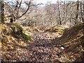 Path coming down through woods from Craig Mony in Drumnadrochit