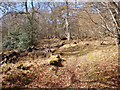 Path going up through woods to Craig Mony in Drumnadrochit
