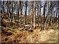 Birch trees, Glen Cally in DD8 4ND
