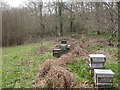 Damerham, beehives in SP6 3HR