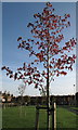 Maple in autumn at Tinsley Green in S9 1WF