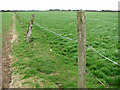 Barbed wire fence separating pasture from field in NR35 2NG