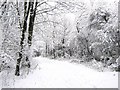 Path through Green Wood in PR6 7UT