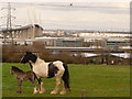Dartford: horses and bridge view in DA9 9BB
