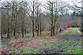 Daffodils under the trees in RH17 5RW