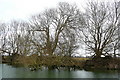 River bank west of Dorchester in OX10 7LS