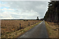 Road along the side of Carse Wood in IV2 7QA