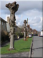 Pollarded trees, Eynesbury in PE19 2AN