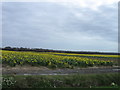 Field of Daffodils, East of Posbrook Lane in PO14 4HD