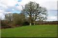 Trees in the field corner in RH17 5QT