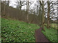 Wild garlic in Great Shaklow Wood in Ashford in the Water