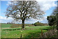 Oak tree near Lee Farm in RG25 2NZ