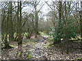 Footpath through Haycross Wood in TN26 3TA