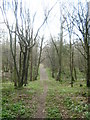 Footpath in Pond Wood in TN26 2ND
