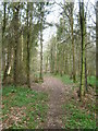 Woodland Path in Pond Wood in TN26 2ND