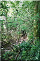 Overgrown Stream, Bagby in YO7 2EJ