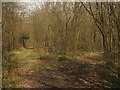 Woodland path junction in Pond Wood in TN26 2ND