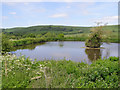 Pond northwest of Lower Kingston Russell Farm in DT2 9HR