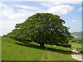 Spreading sycamore on the slopes of Tenants Hill in DT2 9HS