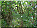 Hazel coppice near Lower Kingston Russell Farm in DT2 9HS