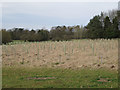 Tree-planting near Baddesley Clinton in B93 0DG