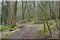 Woodland path, Coney Hill in BN1 5HH