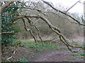 Branching Out on the High Weald Landscape Trail in RH19 4FE