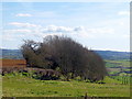 Farmland on high ground - Chiselborough Hill in TA18 7EL