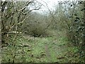 Overgrown footpath, near Shawell in LE17 6AB