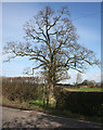 Tree at field margin, near White Gate Farm in CW5 8BE
