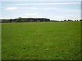 Grassland, Nethermuir in EH48 4LG