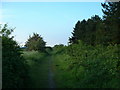 Disused railway line, looking north. in PE30 3PT
