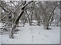 Grateley - Snowy Trees in SP11 8RX