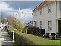 Front garden with Pampas Grass, North Acton in W3 0LN