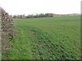 Spring barley at Wester Cowden in EH22 2FY