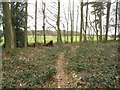 Path through Hatwood's Copse in RG25 2LB