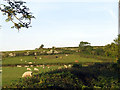 Sheep and cattle grazing in LL77 7SH
