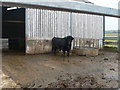 Welsh Black bull at Pen Bryn Doged in LL26 0BZ