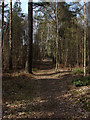 Woods near Sunningdale Golf Course in GU24 8TD