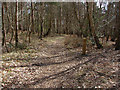 Woodland Footpath in GU24 8TD
