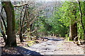 Bridleway Through Connigers Copse, Brockenhurst, Hampshire in SO42 7UB