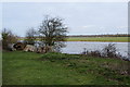 Chopped trees by the Thames in OX2 0NJ